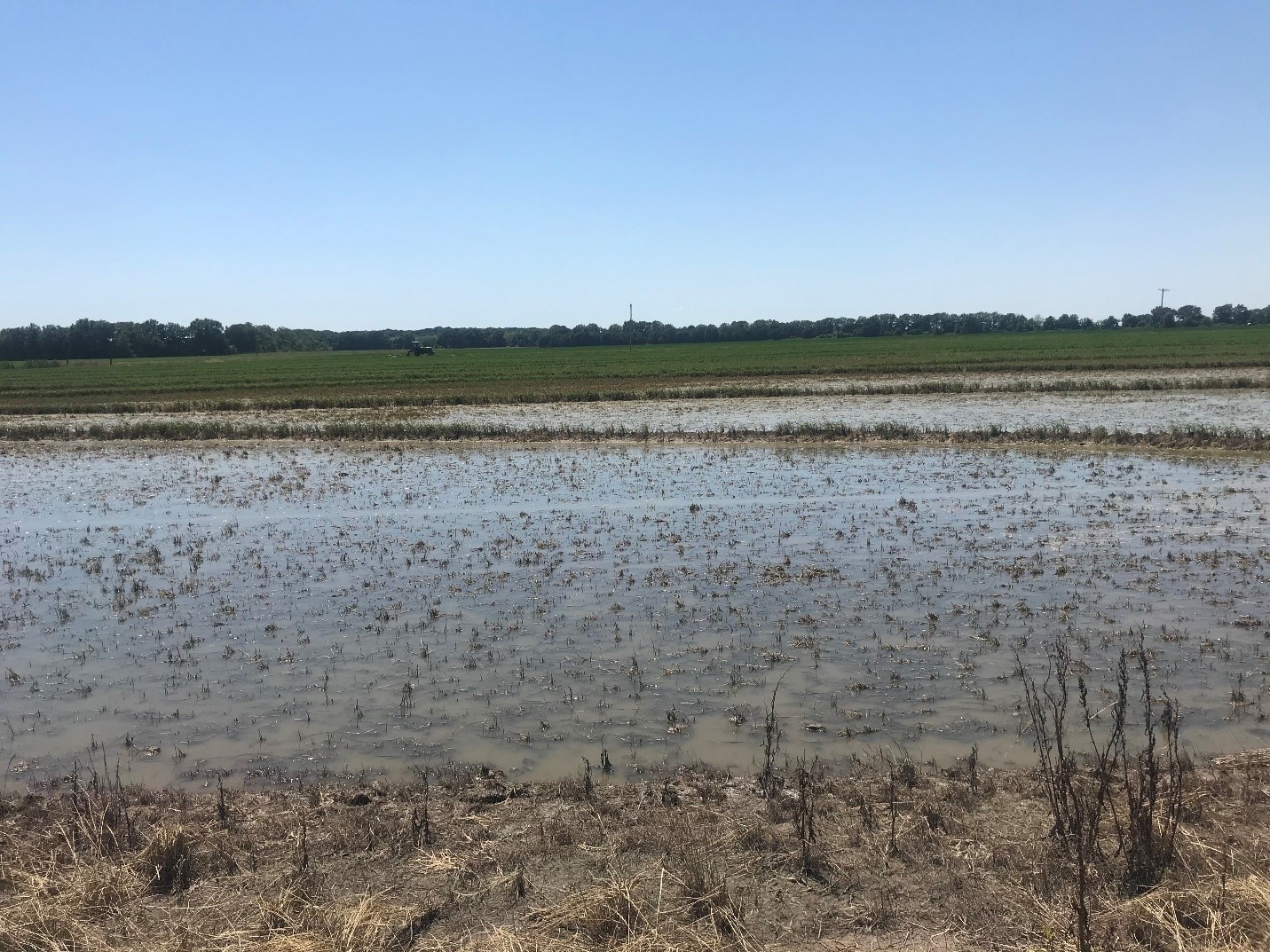Arkansas Rice Update 61821